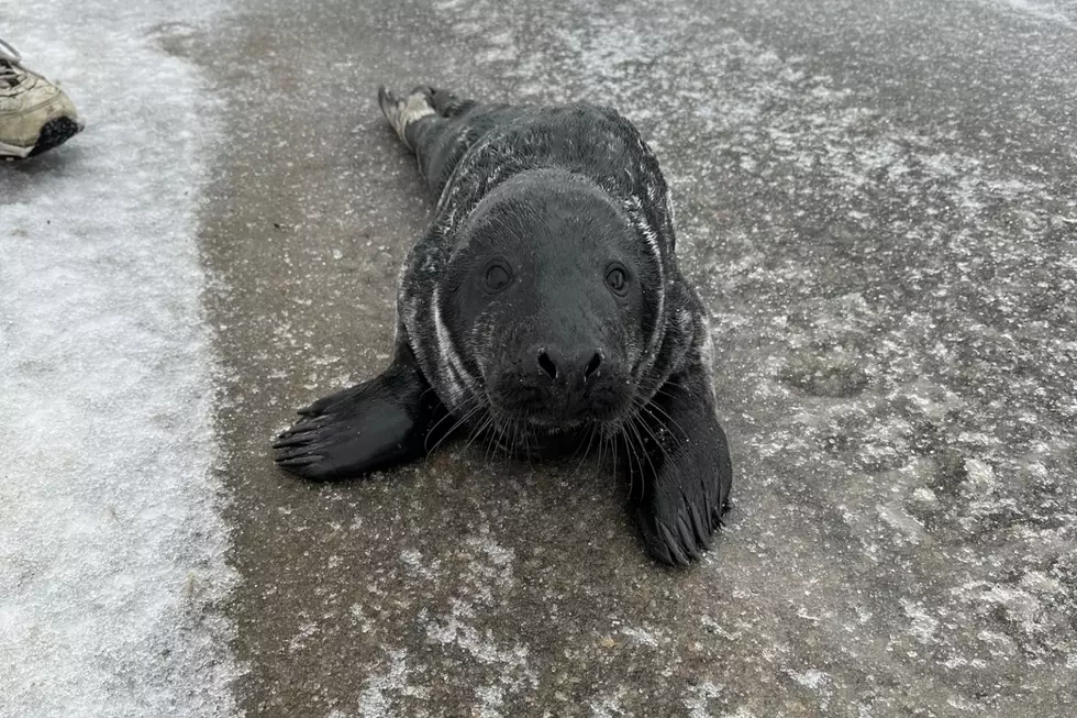 Seal Caught 3 Times Exploring Cape Elizabeth During Snow Day