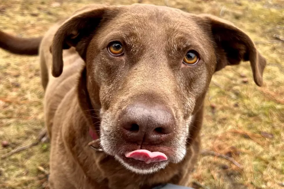 Sweet, Loving Dog in a Shelter for Over 15 Months Looking for Maine Forever Home