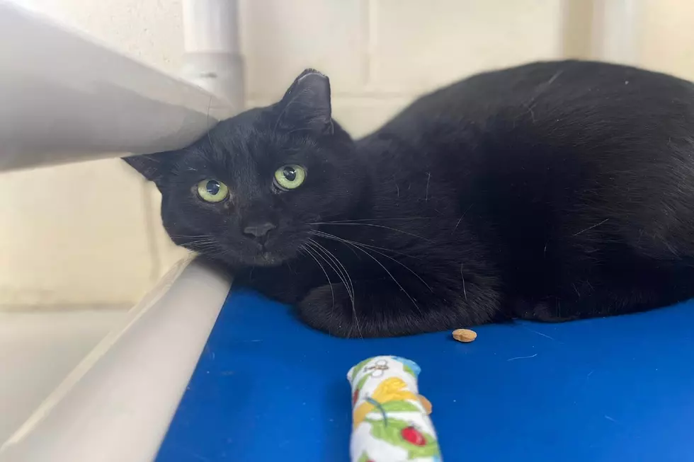 Maine Cat With the Saddest Eyes Has Been Waiting Months for Adoption