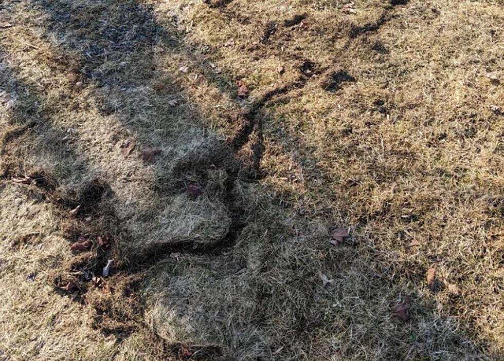 Why Your Lawn Looks Likes This After the Snow Melts in Maine