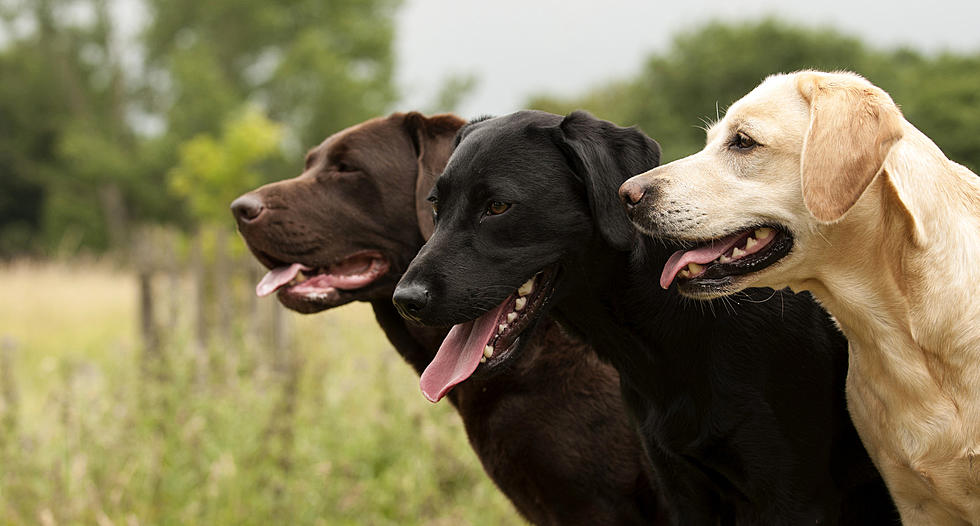 Here Are the Most Popular Dog Names in Maine Right Now