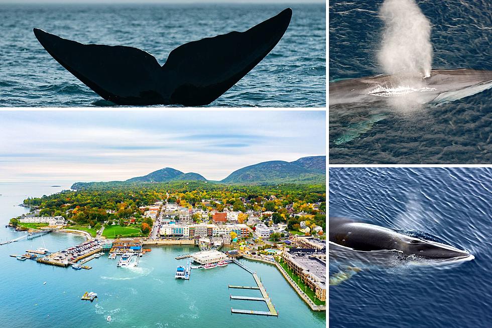 Bar Harbor, Maine, Has Some of the Best Whale Watching in the US