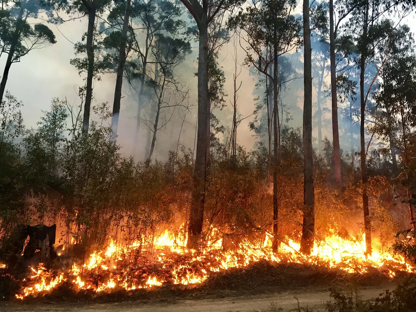 A bushfire burning on the South Coast of NSW