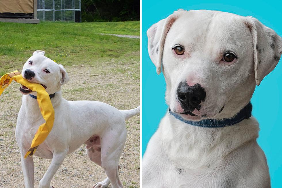 Sweet, Deaf Dog Has Spent More Than 400 Days in a Maine Shelter