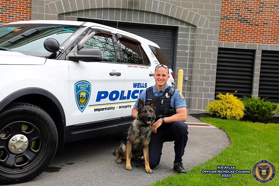 Meet K9 Atlas: This Handsome Dog is the Newest Member of the Wells, Maine, Police Department