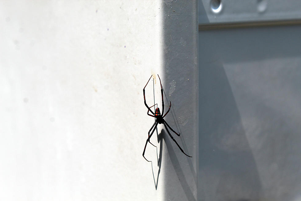 Maine is Now Home to a Venomous Species of Black Widow Spider
