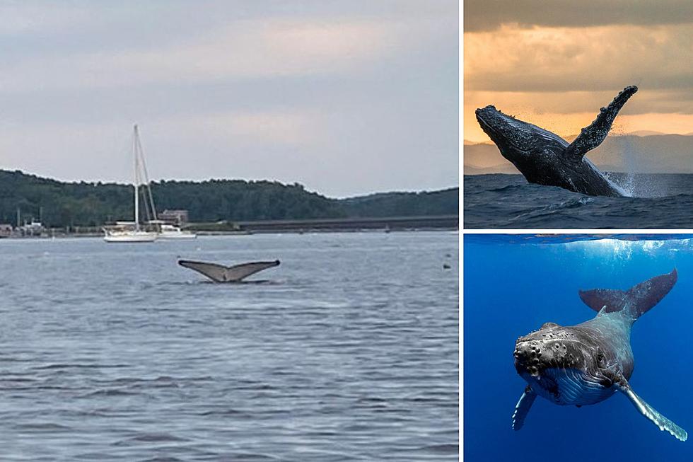 A Young Humpback Whale Has Been Spotted in This Maine River