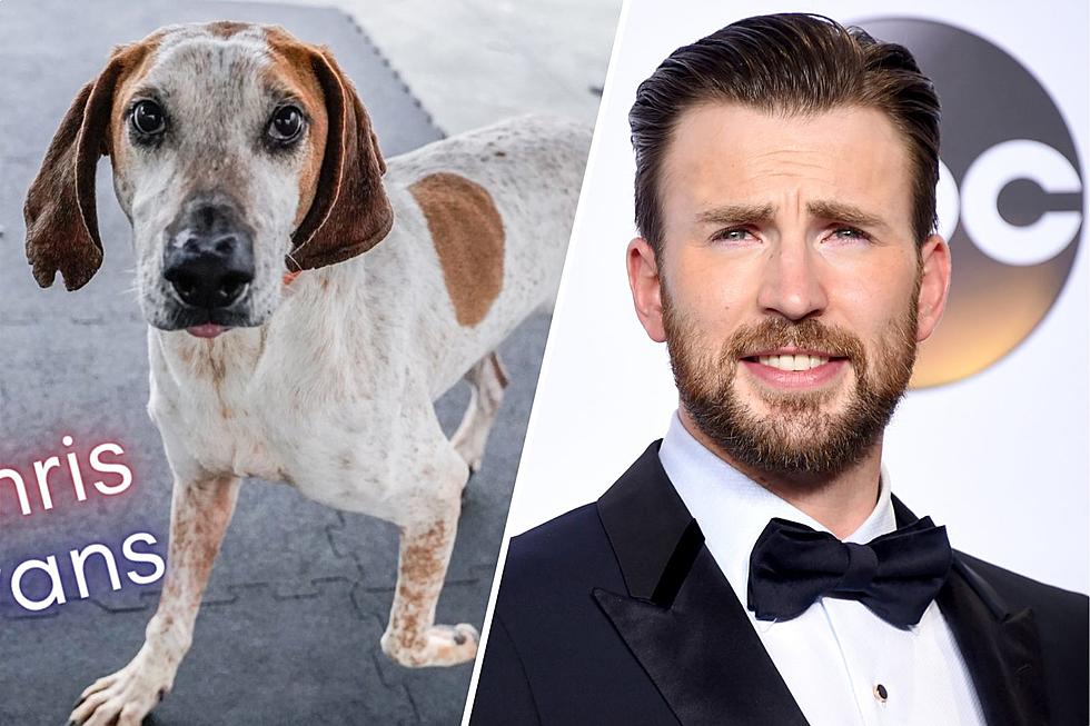 Calling Captain America: Will Actor Chris Evans Adopt This Maine Dog Named Chris Evans?
