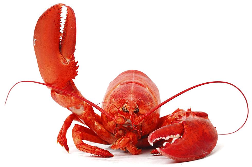Mainer Demands National Lobster Day Should Be a Statewide Holiday