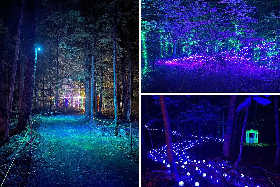 Stroll Through the Maine Woods on an Illuminated Night Walk