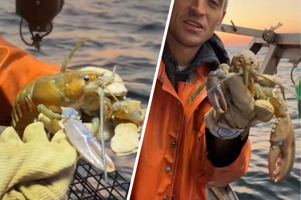 Could This Maine Lobster Really Be a One Out of 100 Million Catch Could This Maine Lobster Really Be a One Out of 100 Million Catch