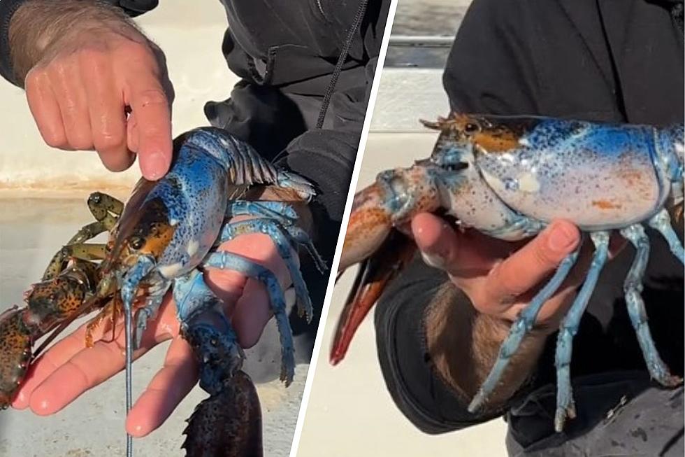 Amazing Catch: Rare Multicolored Maine Lobster Both Male & Female