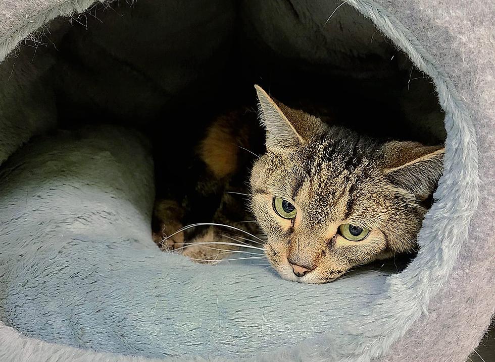 Kitty in Maine Losing Hope After Waiting 15 Months for Adoption
