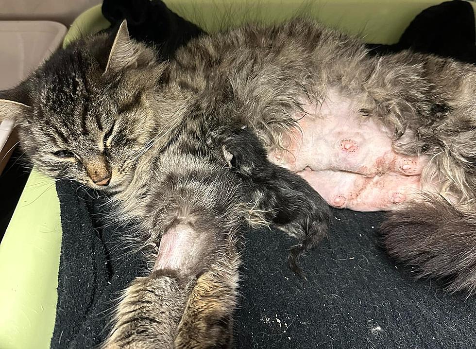 Maine Shelter Seeking Help for 'Miracle' Stray Kitten