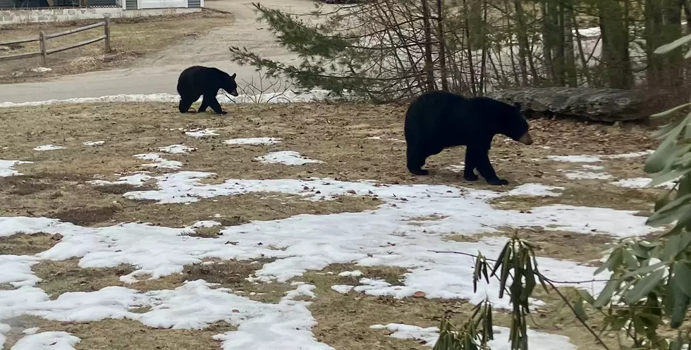 Hungry Bears Are Out Early in Maine and New Hampshire