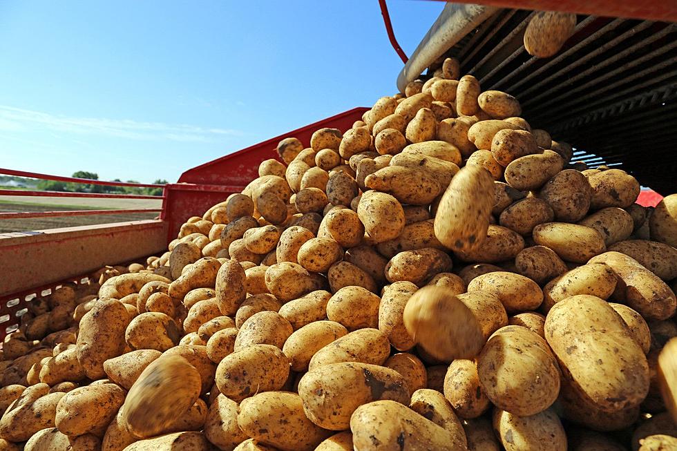 Is Maine Still a Top Potato Producing State?