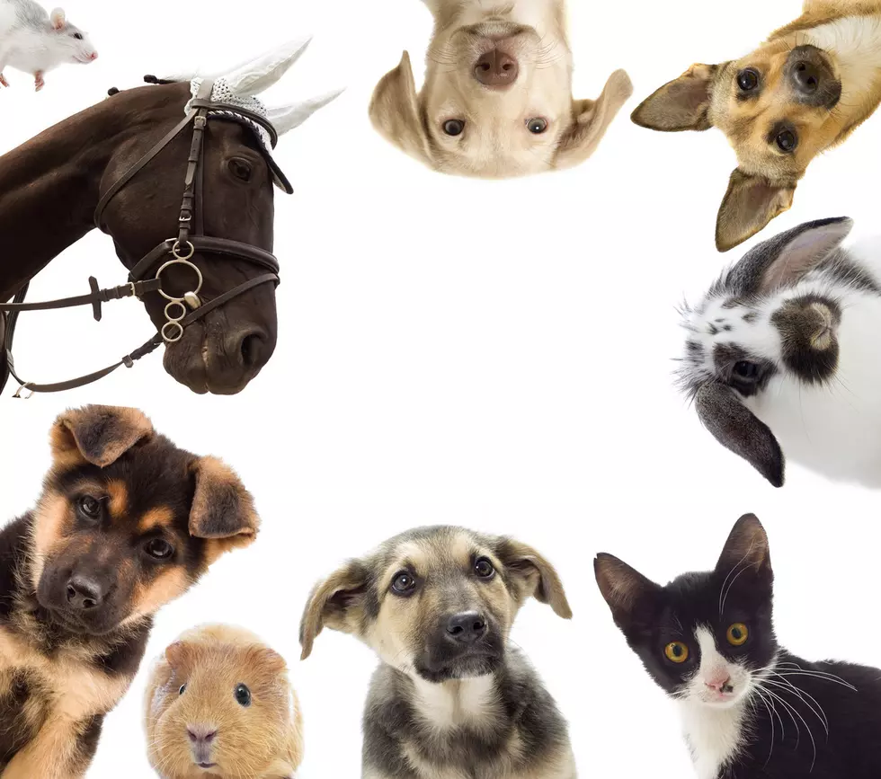 Puppy and kitten and guinea pig and horse and rat