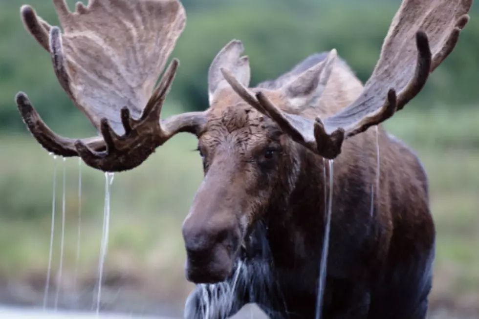 NH Wildlife Officials Kick-Off ‘Brake For Moose’ Campaign