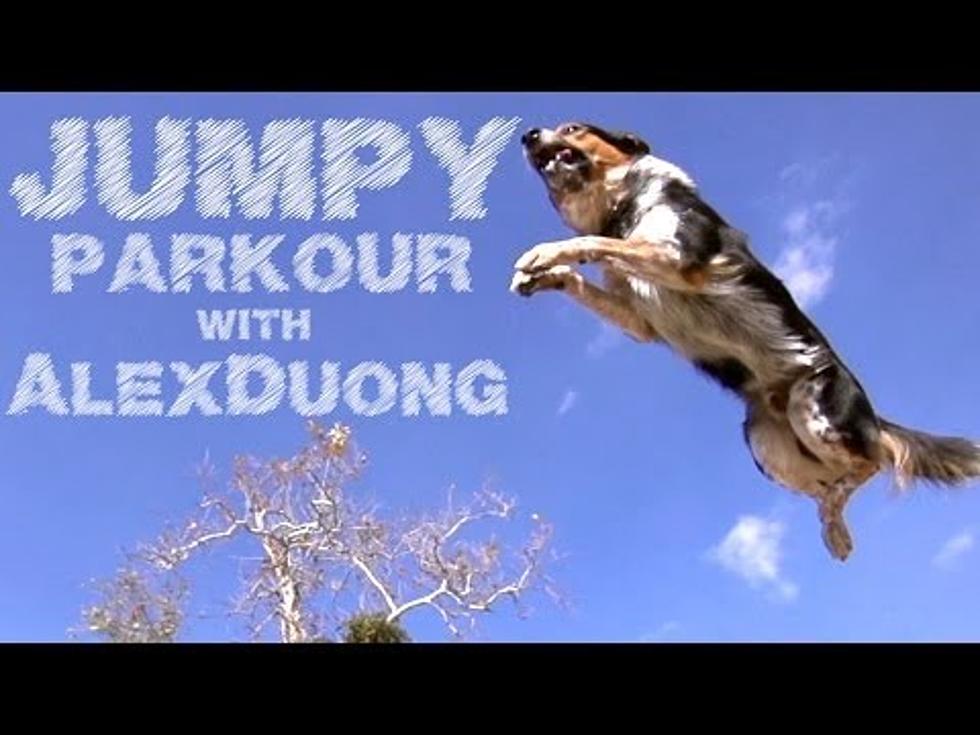 Jumpy The Dog Doing Parkour in Slow Motion Will Blow Your Mind! [VIDEO]