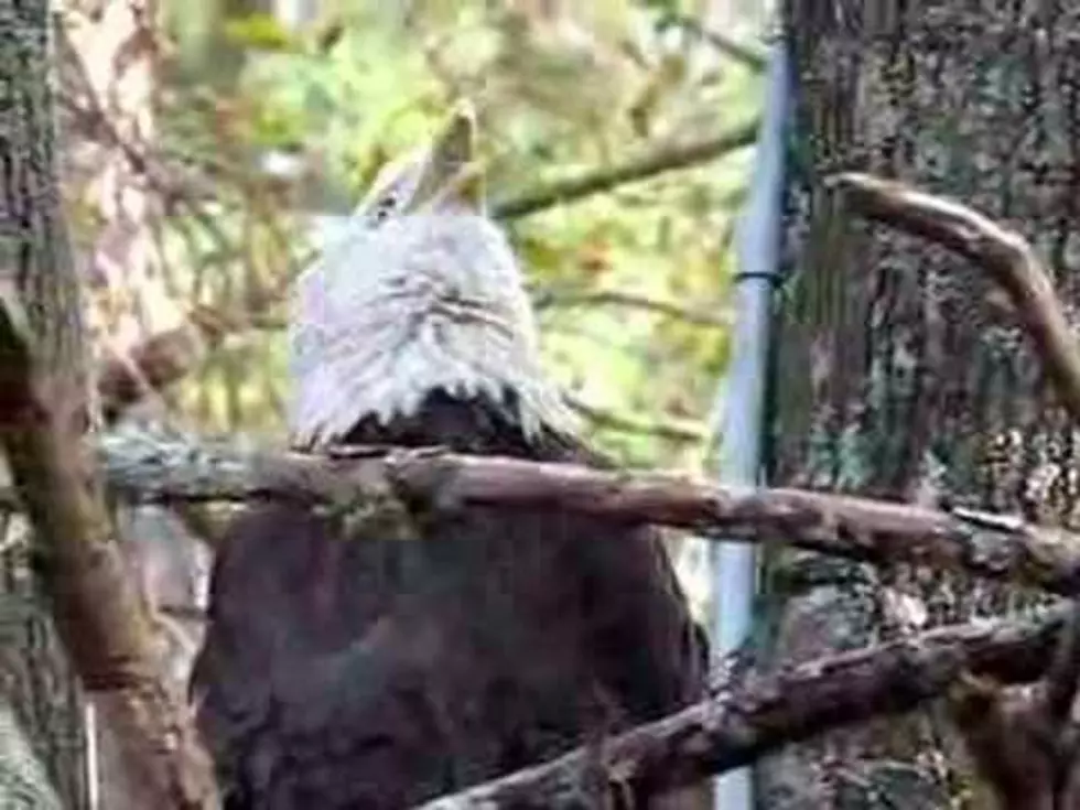 Actual Cry of a Bald Eagle is Surprisingly Wimpy [VIDEO]