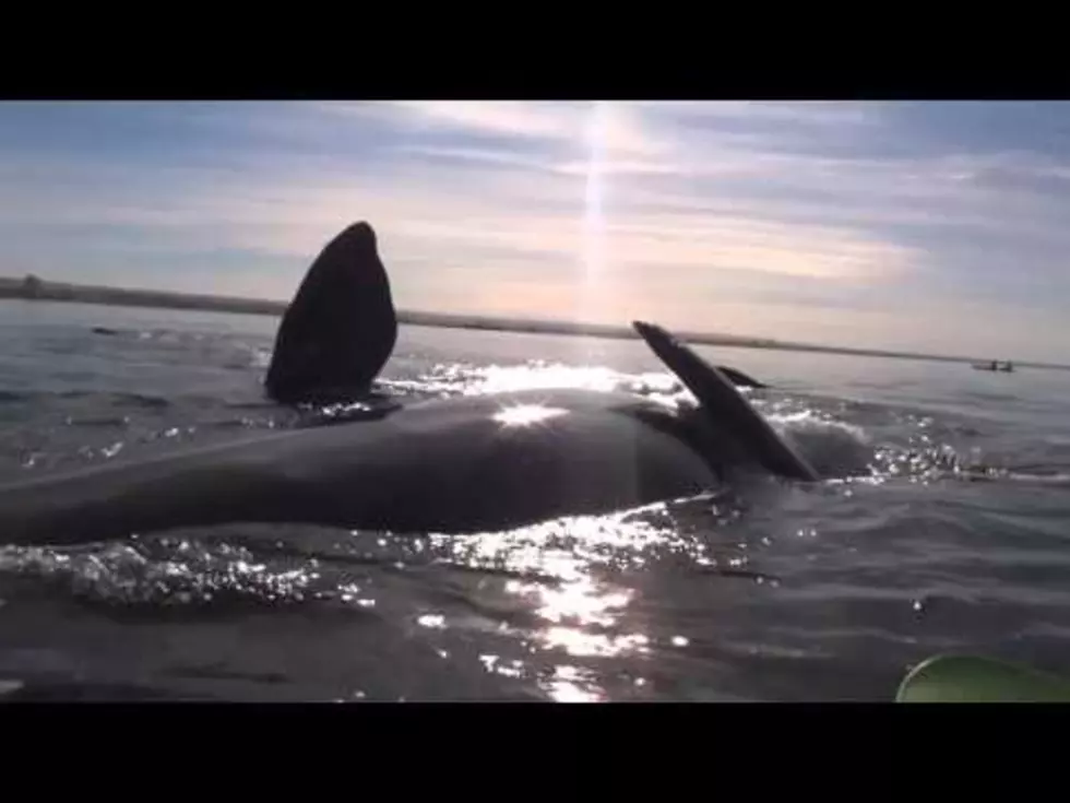 Gigantic Southern Right Whale Playfully Lifts Kayakers Out of Water [VIDEO]
