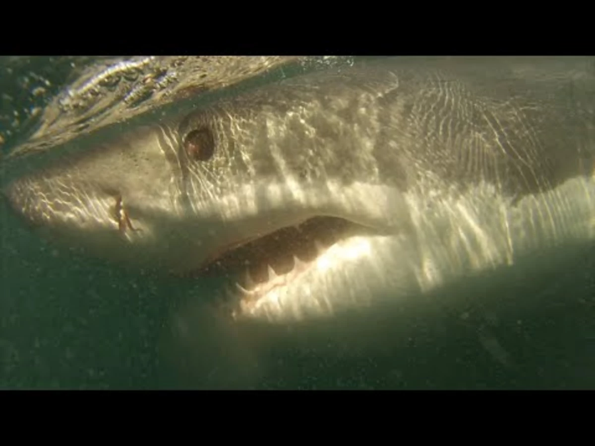 Amateur Raw Footage Of A Great White Shark Curiously Circling A Boat Is The Perfect Way To End