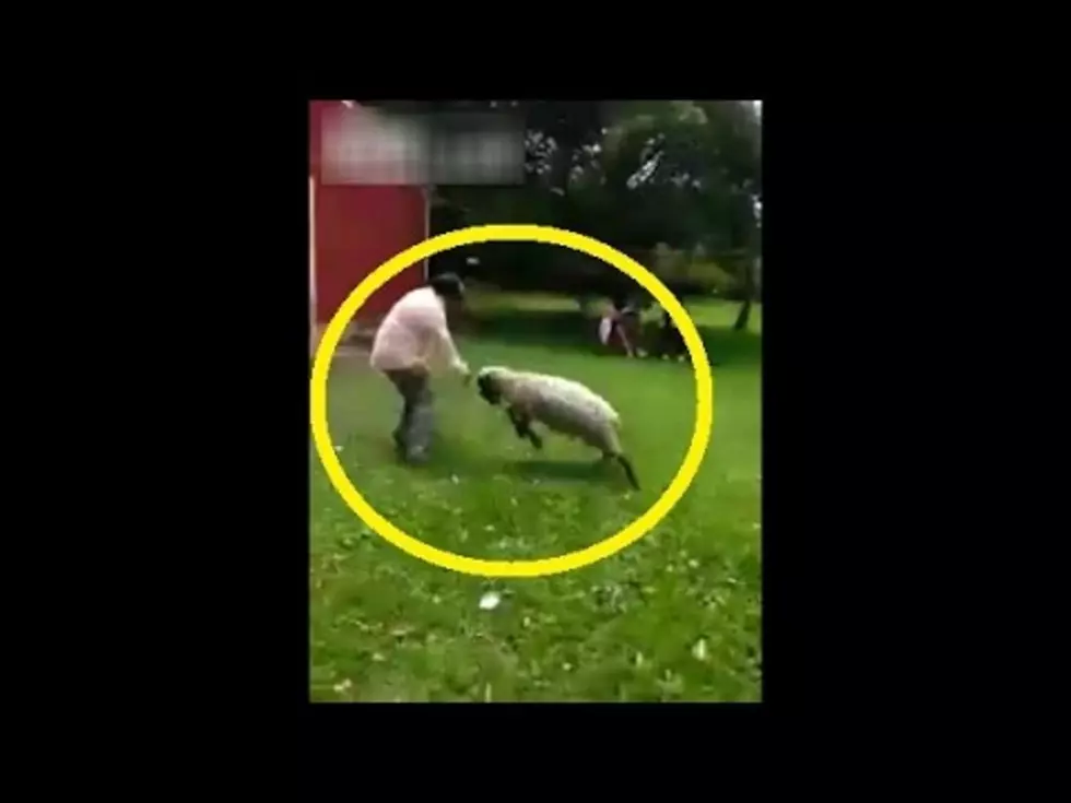 Drunk Guy Rides Sheep And Gets Rammed In The Package [VIDEO]