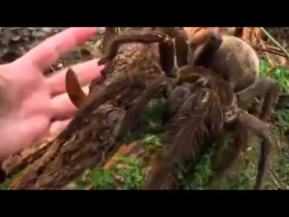 No That&#8217;s Not A Halloween Prop That&#8217;s A Spider The Size Of A Puppy [VIDEO]