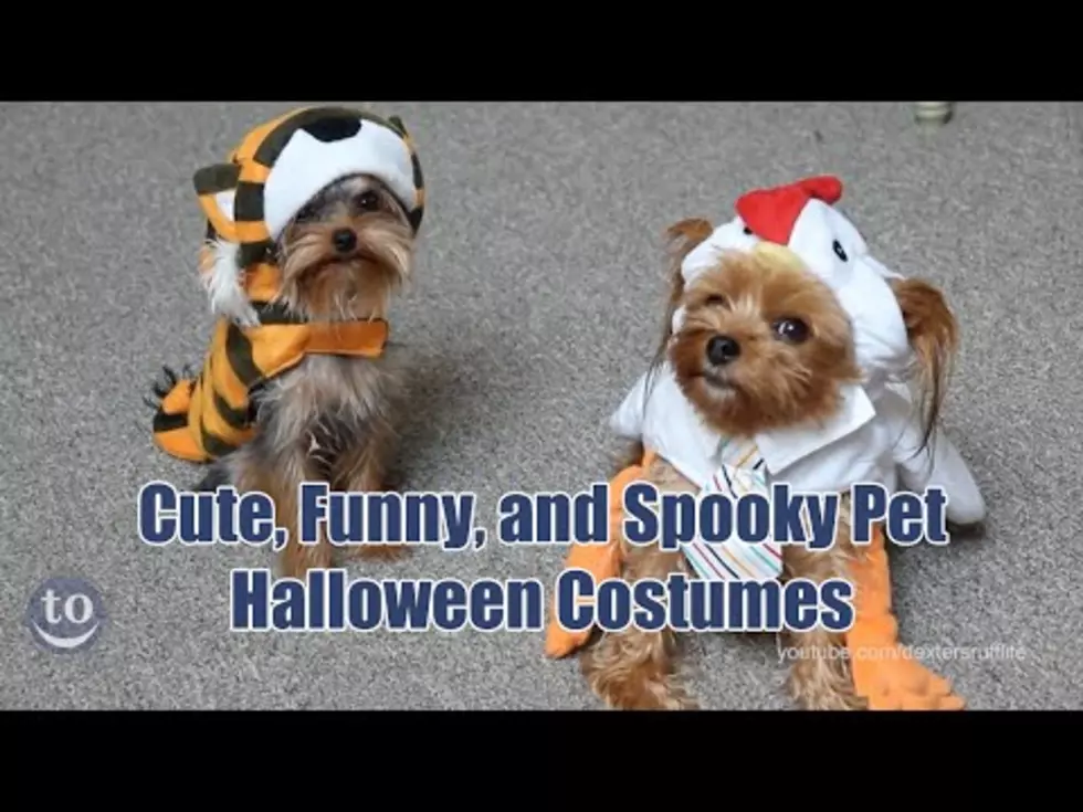 Check Out Some Halloween Costume Ideas For Your Pet [VIDEO]