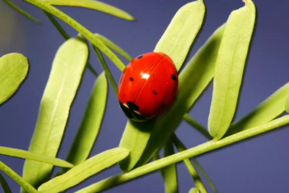 The Beetles Are Coming! The Beetles Are Coming! The Asian Lady Beetles That Is! [PHOTO]