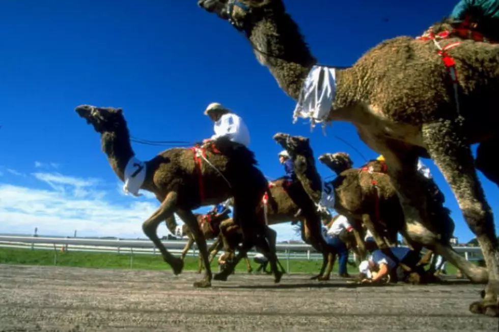 Do You Remember ‘Man vs. Beast’? This Camel Race Cannot Be Unseen [VIDEO]