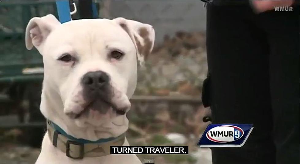Cooper the Dog Makes it From Florida to NH and No One Knows How [VIDEO]