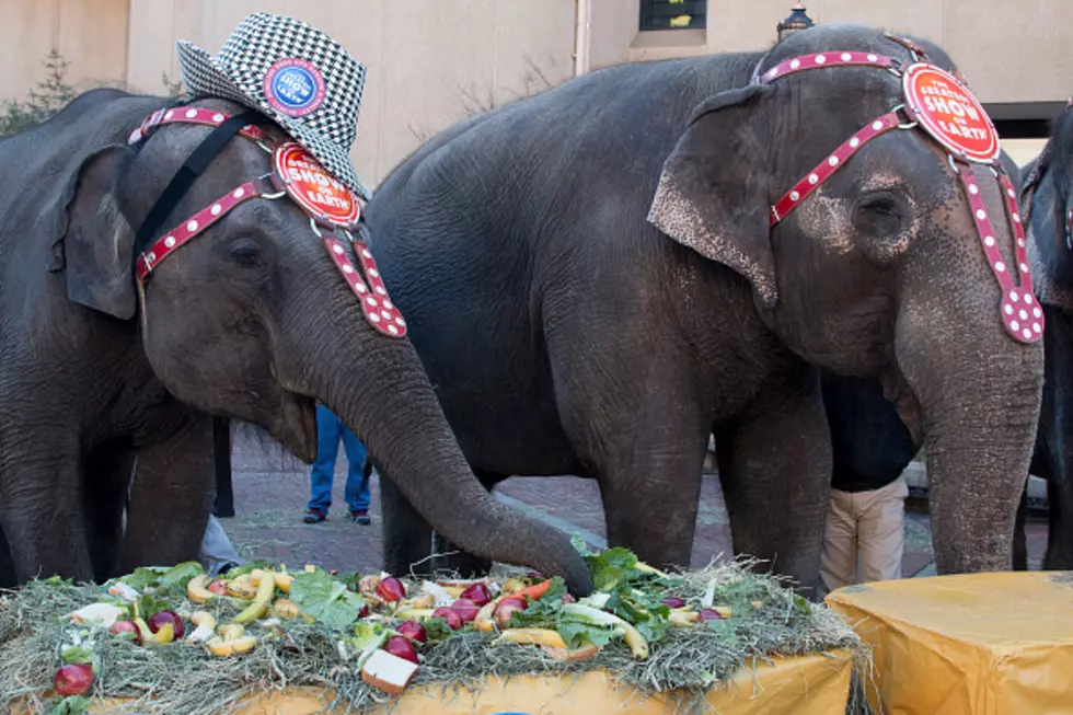 Ringling Bros. Says No More Elephant Acts