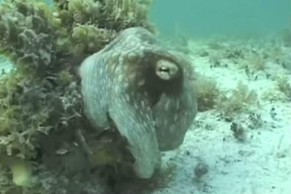 Celebrate Earth Day, Embrace your Inner Cuttlefish [VIDEO]