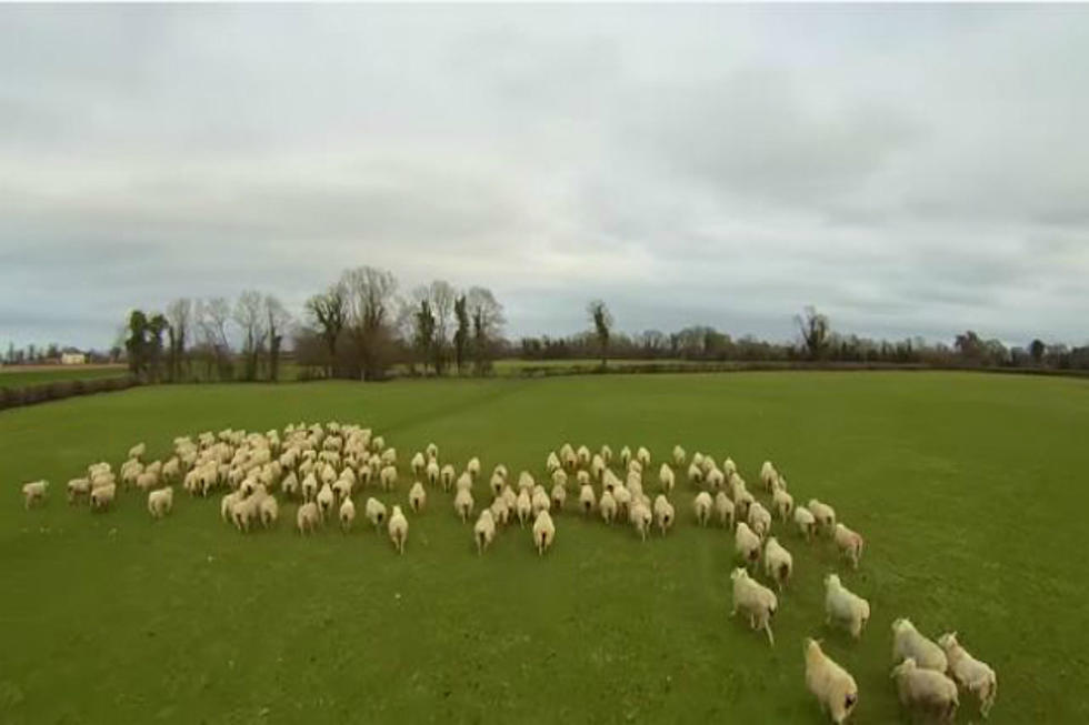 Sheepdog’s Out Of Work Due To Technology [VIDEO]