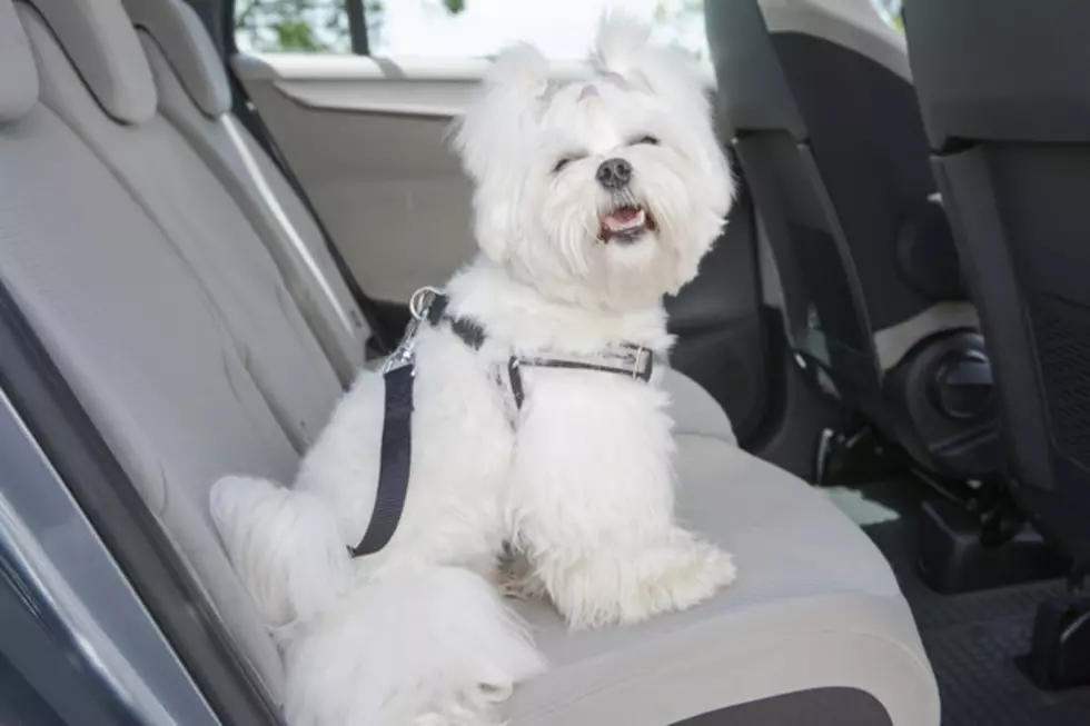 Woman Told to Sit in Hot Car After Leaving Her Dog Inside