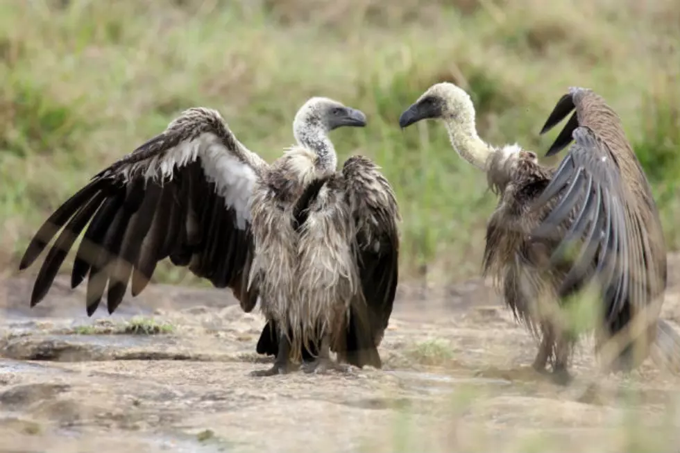 Vultures Hold Family Hostage