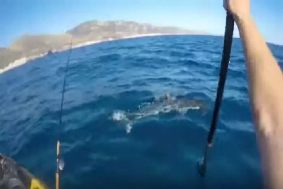 Extremely Aggressive Hammerhead Shark Repeatedly Attacks Kayaking Fisherman [VIDEO] [VIDEO]