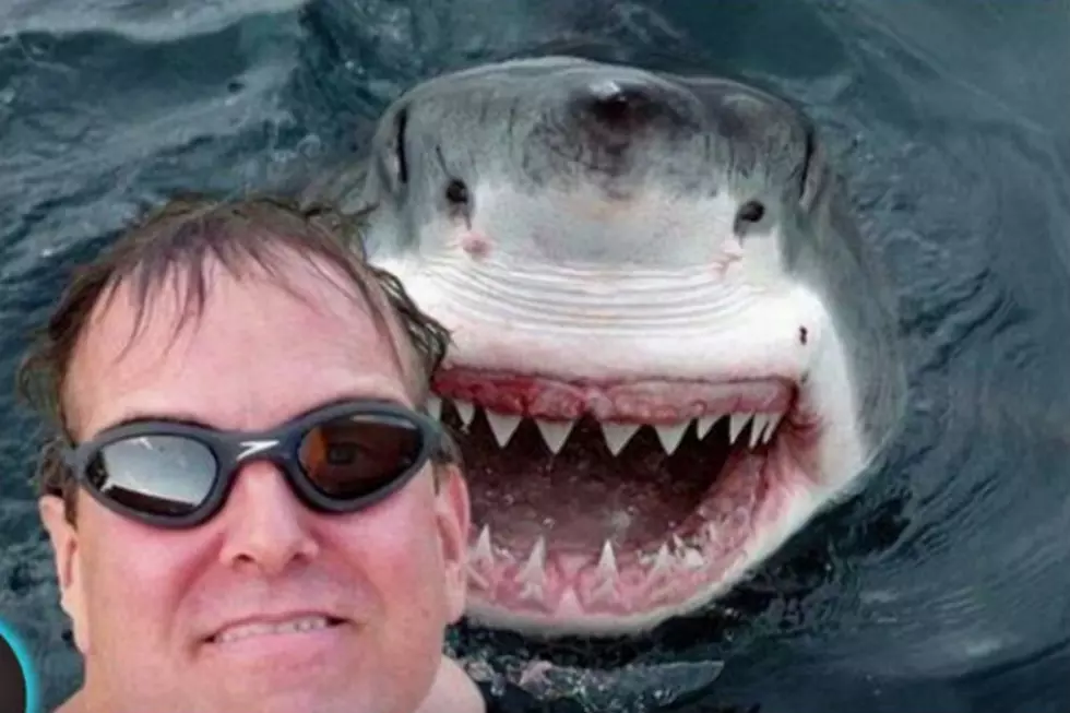 What&#8217;s Deadlier for Humans in 2015? A Shark or A Selfie?