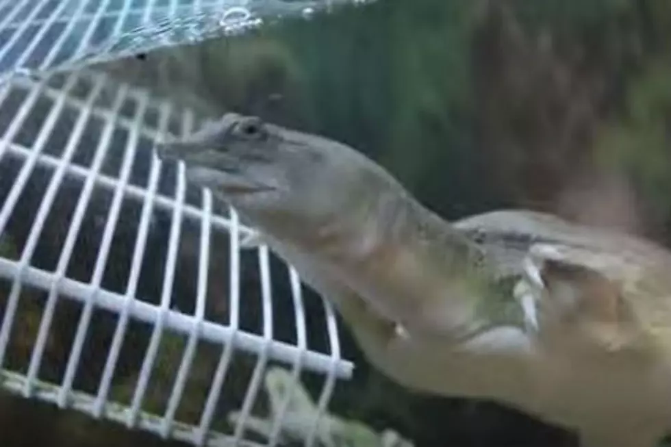 This Bizarre Turtle May Take Over New Hampshire