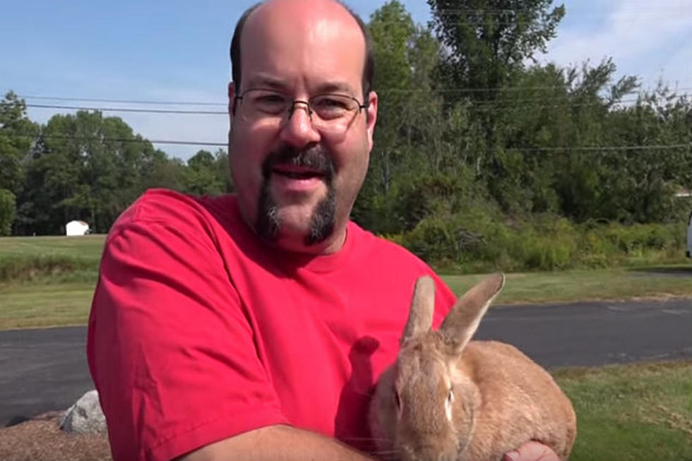 Adopt This Pet: Clyde is an Adorable Bunny Looking For A Good Home