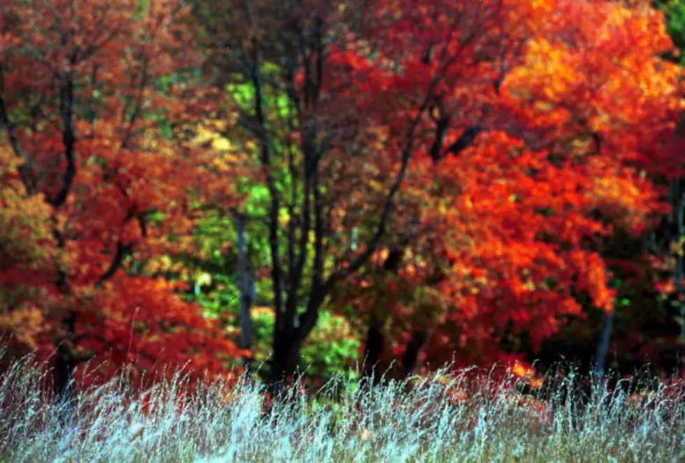 There Is A Massachusetts Man Selling New England Fall Foliage