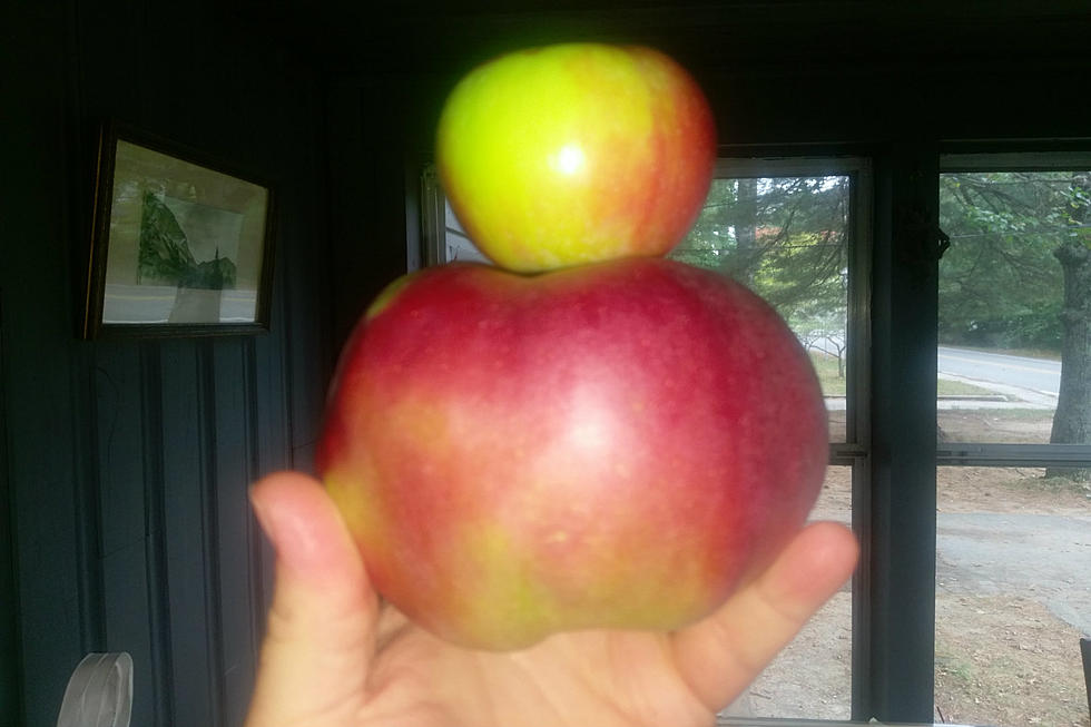 Gigantic NH Baking Apple Bigger Than Ever [PHOTOS]