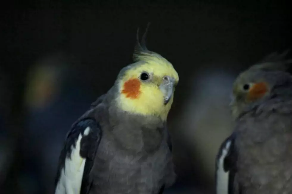 Adopt This Pet: Two Cockatiels That Need a Good Home