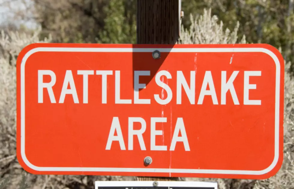 Introducing the Worst Idea Ever: Massachusetts Wants to Create a &#8216;Rattlesnake Island&#8217;