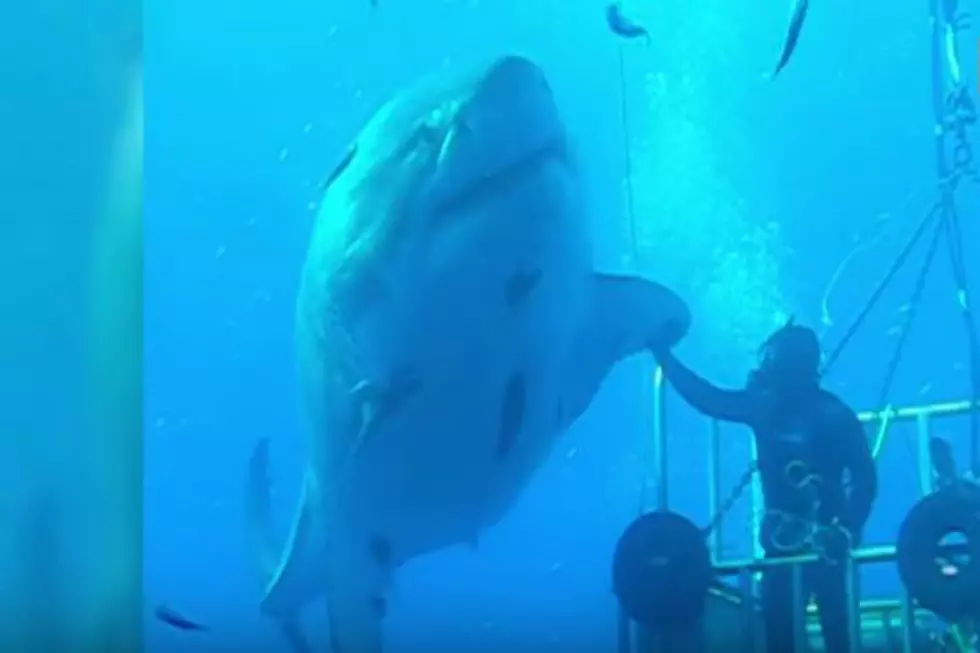 You Must See The New Footage Of The Largest Great White Shark In The World [VIDEO]