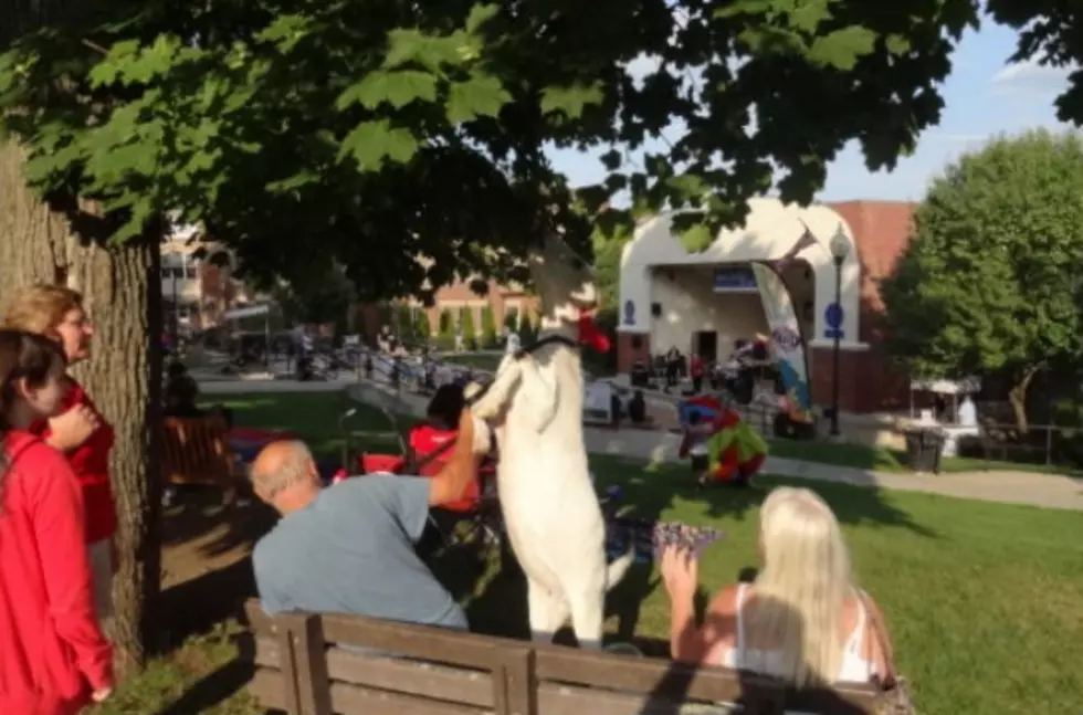 Goat in a Car Amazes Onlookers in Oxford, MA [VIDEO]