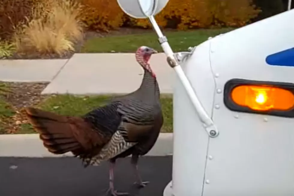 Beware of Turkeys Crossing the Road