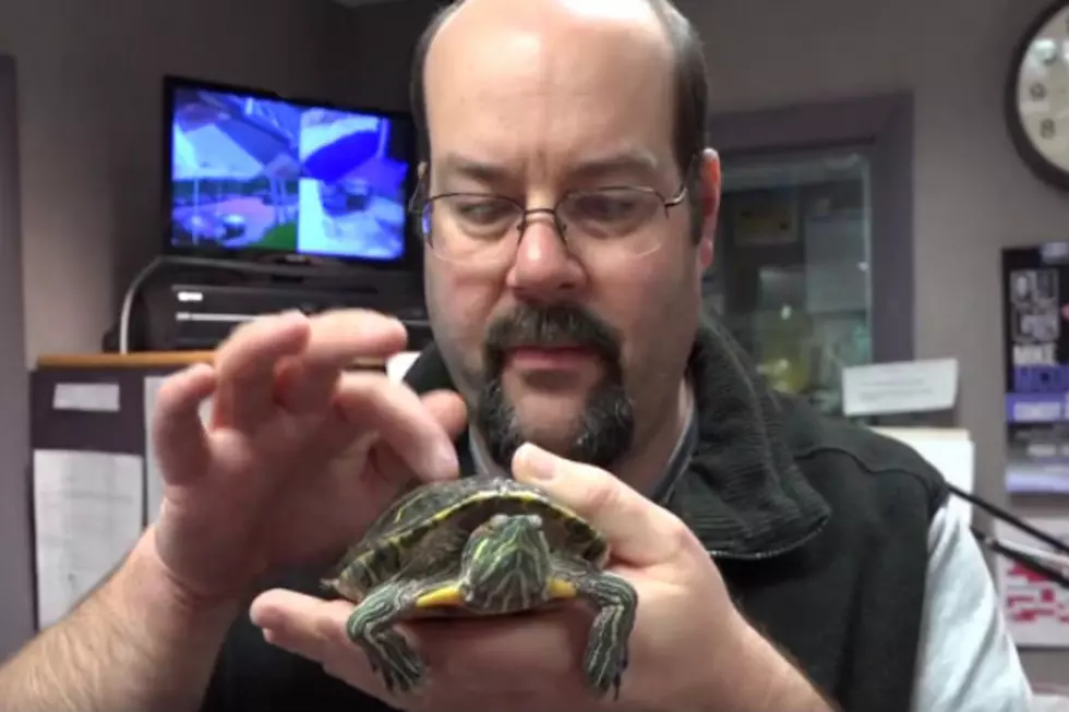 Adopt This Pet: Slider Turtles are Adorable and Need Caring Owner
