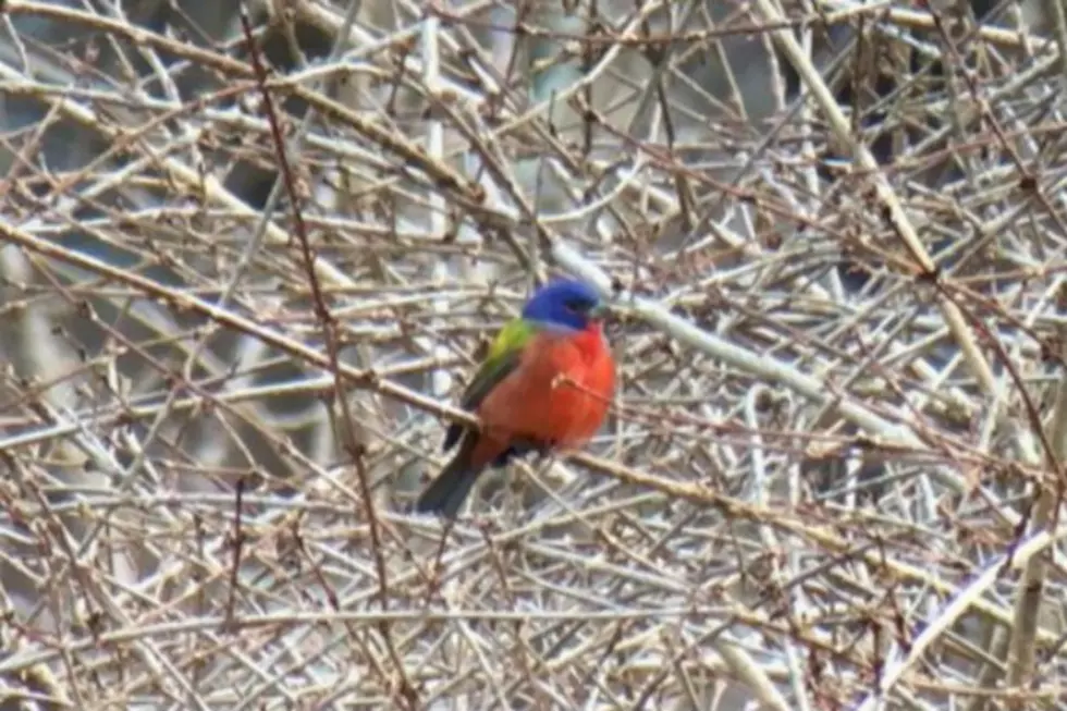 Extremely Rare and Colorful Bird Sighting in New England